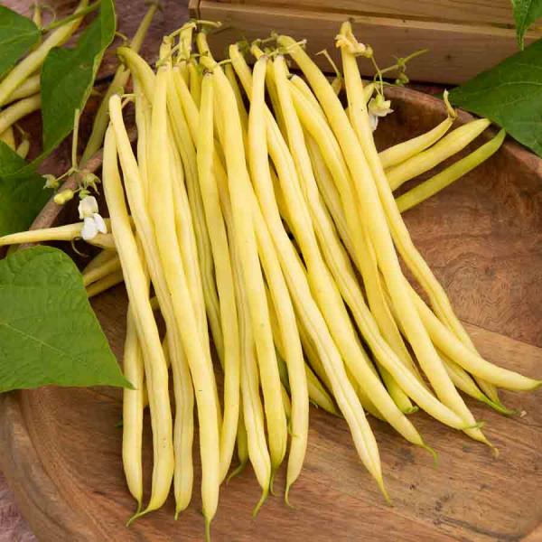 Légumes Secs - Haricot Grimpant Beurre Monte Gusto - 5 m  - face recto